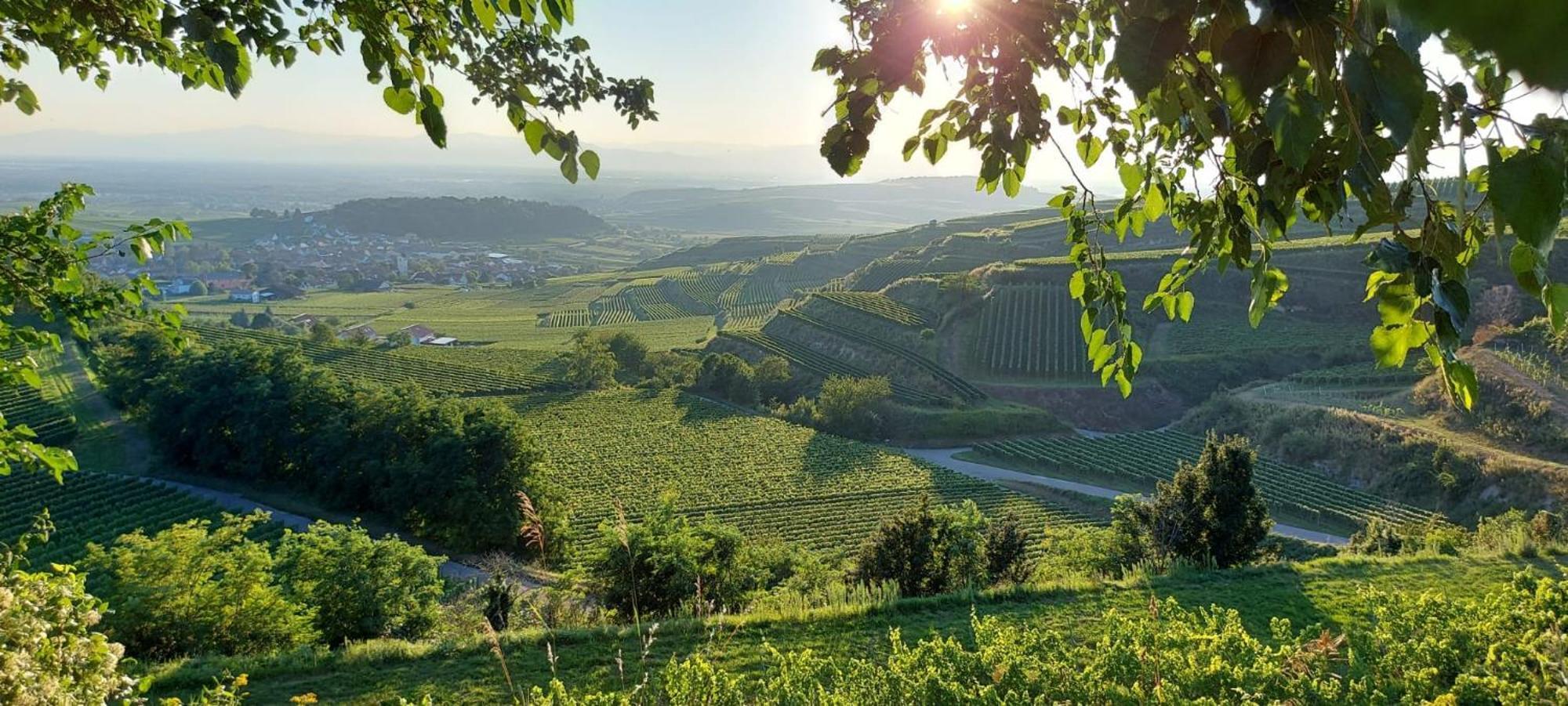 Ferienwohnung Vino9 보츠부르크 외부 사진